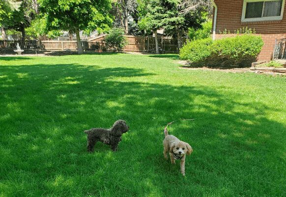 choosing home for you and your pet